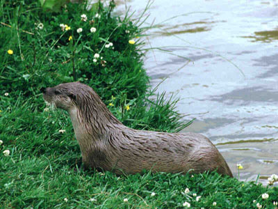 otter